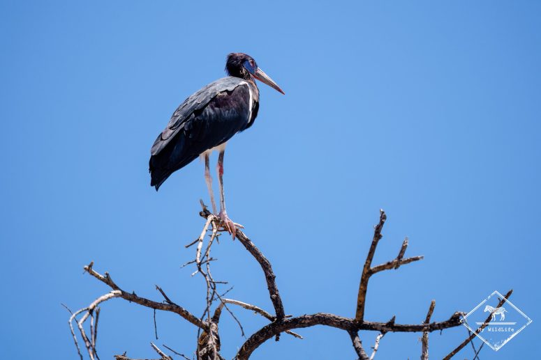 Cigogne d'Abdim, Etosha