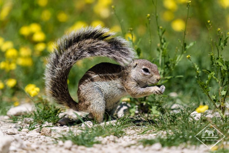 Ecureuil terrestre, camp d'Okaukuejo