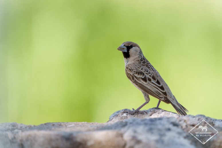 Républicain social, Etosha