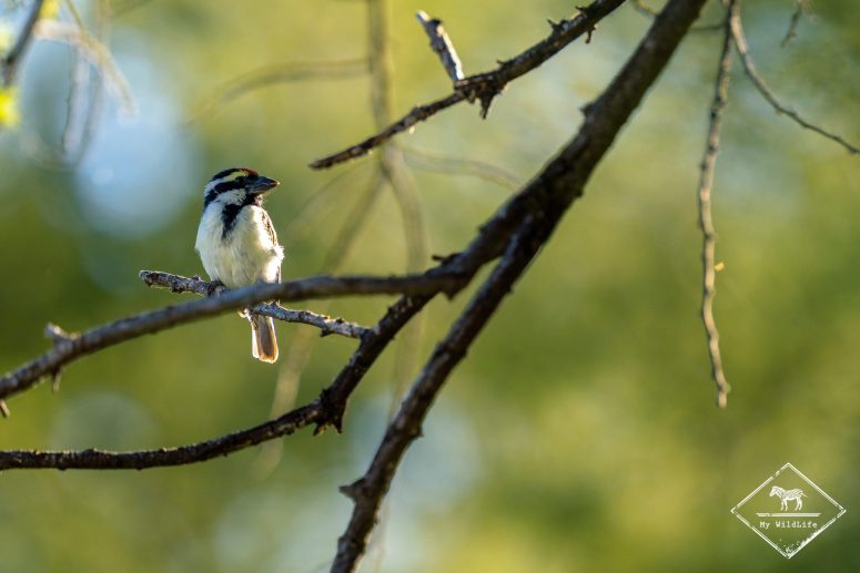 Barbion à front jaune, camp d'Okaukuejo