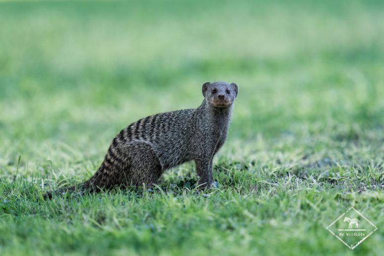 Mangouste rayée, Camp d'Okaukuejo