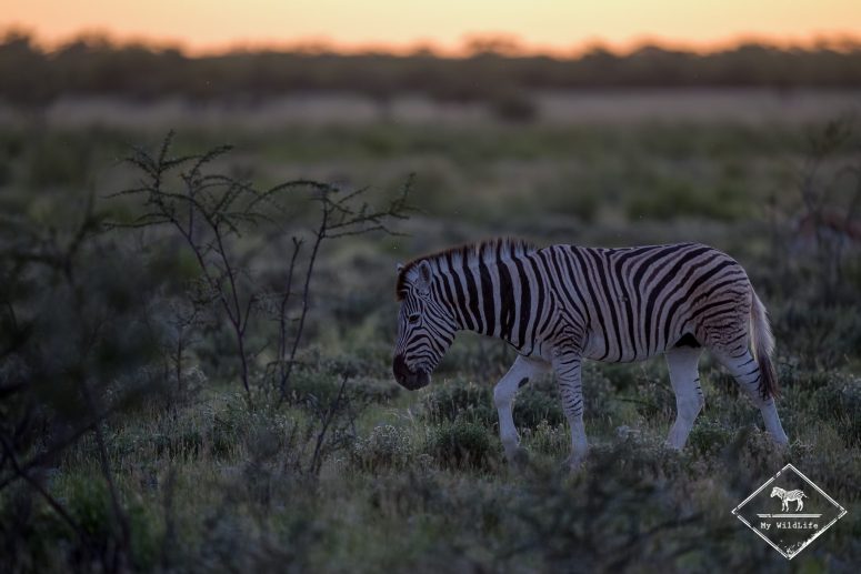 Zèbre des plaines, Etosha