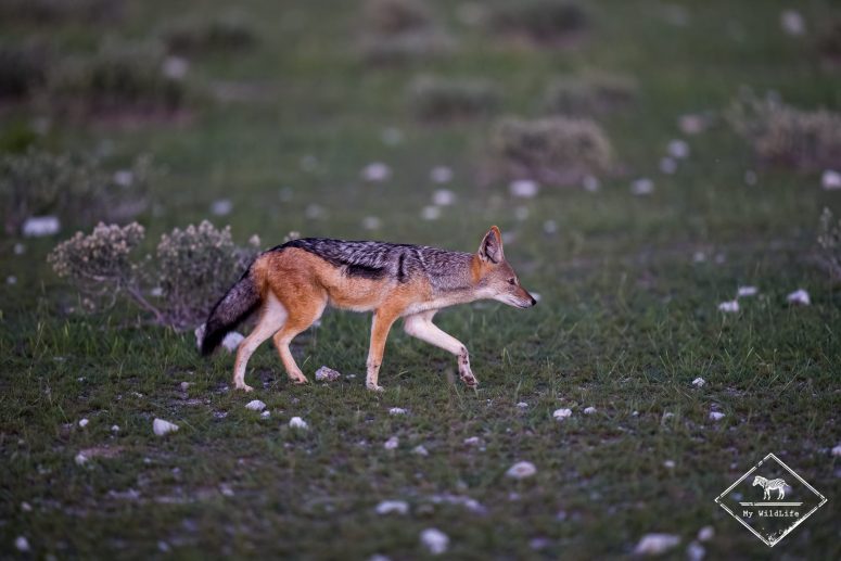 Chacal à chabraque, Etosha