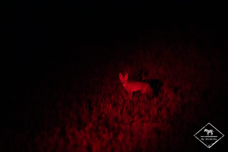 Otocyon de nuit, Etosha