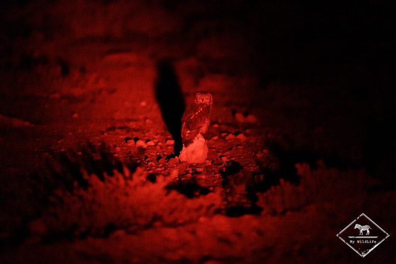 Grand-duc africain de nuit, Etosha