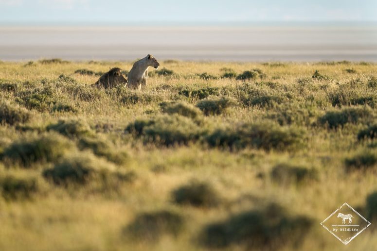 Lions, Etosha