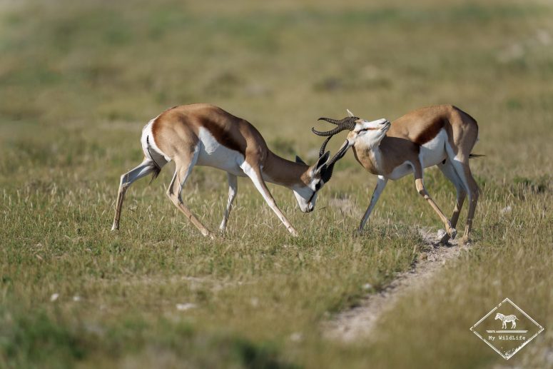 Springboks, Etosha