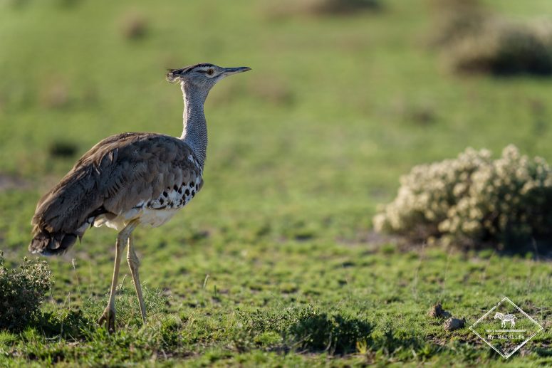Outarde kori, Etosha
