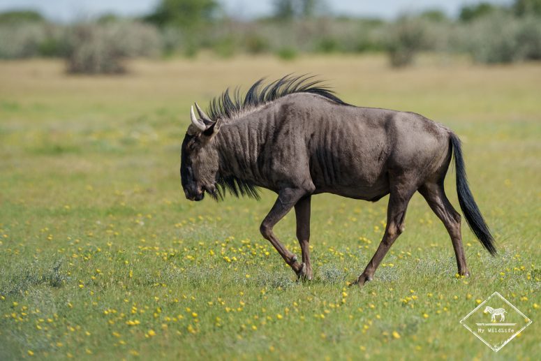 Gnou, Etosha