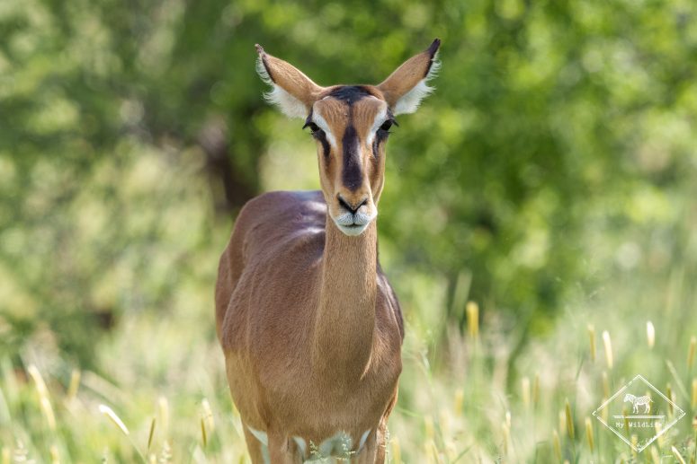 Impala à face noire, Etosha