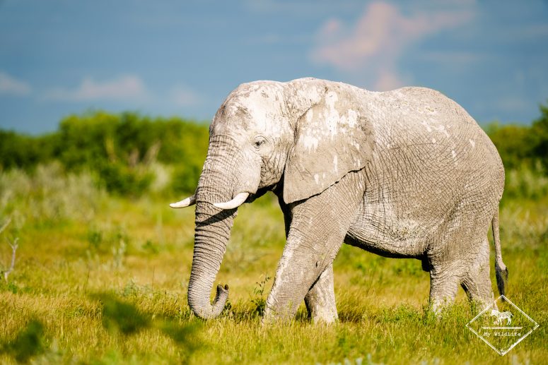 Eléphant, Etosha