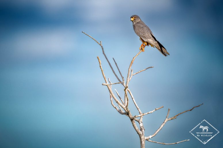 Faucon kobeze ou faucon de l'Amour ?, Etosha