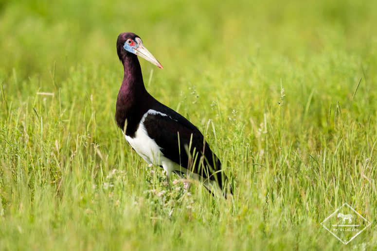 Cigogne d'Abdim, Etosha