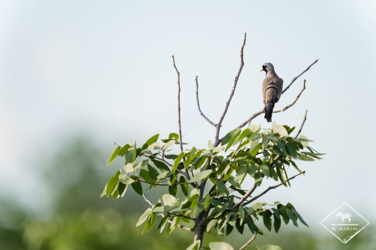 Tourterelle masquée, Etosha