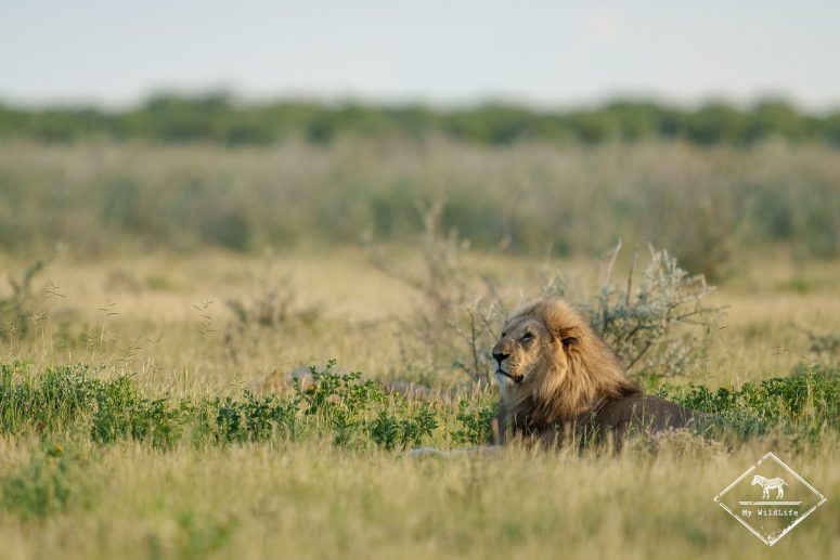 Lio, Etosha