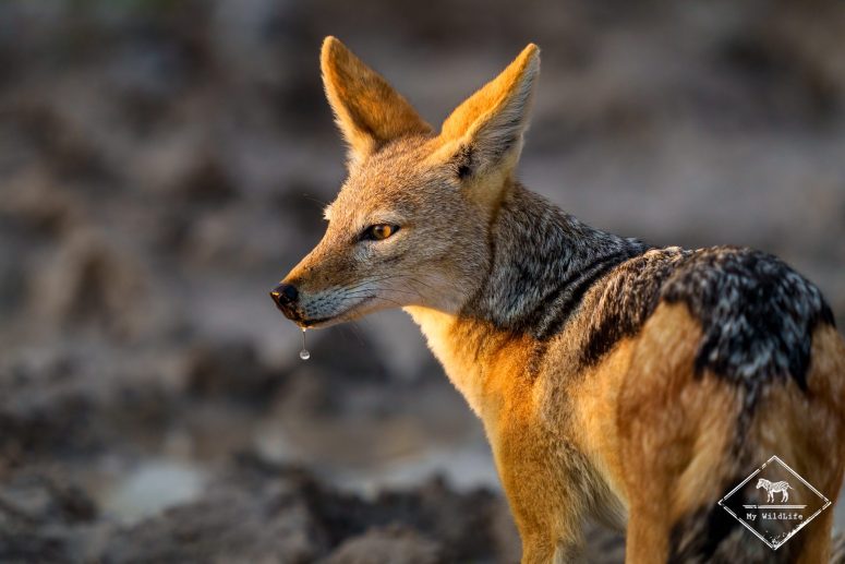 Chacal à chabraque, Etosha