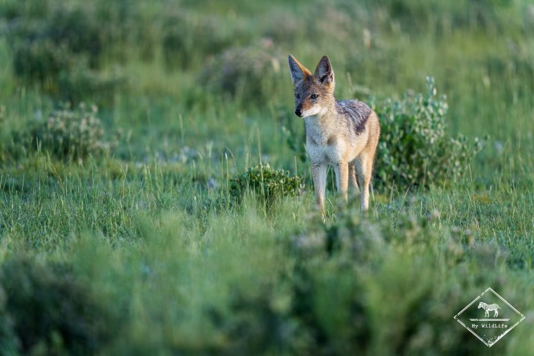 Chacal à chabraque, Etosha