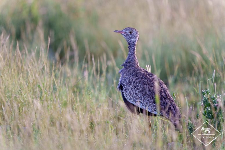 Outarde à miroir blanc femelle, Etosha