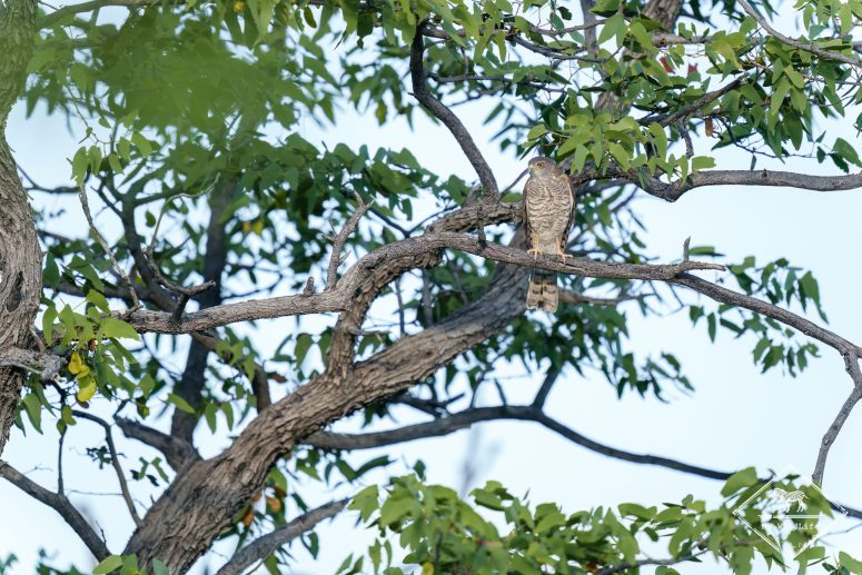 Autour gabar, Etosha