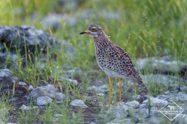 Œdicnème tachard, Etosha