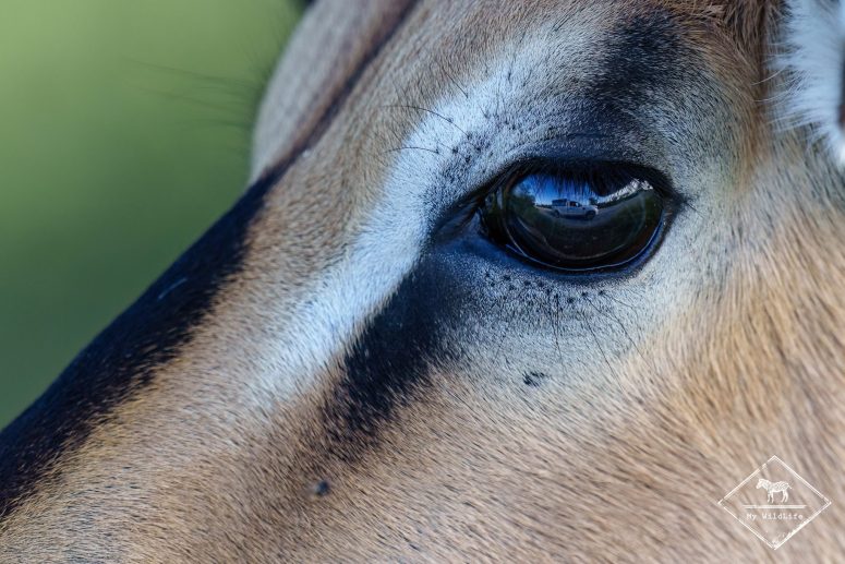 Impala à face noire, Parc national Etosha