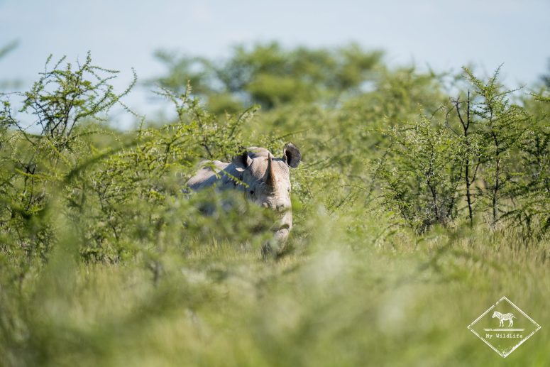 Rhinocéros noir, Etosha