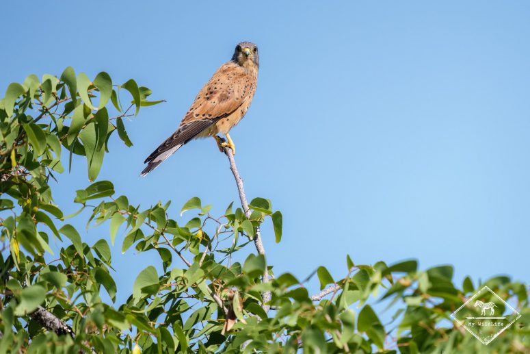 Faucon crécerelle, Etosha