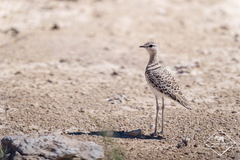 Courvite à double collier, Etosha