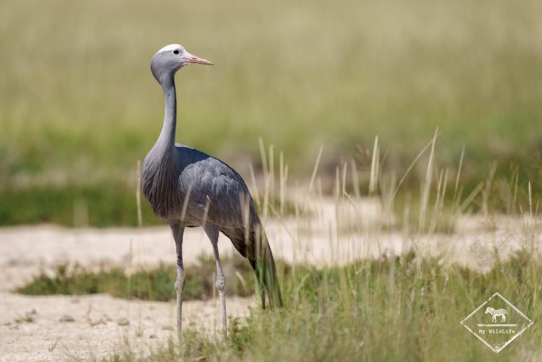 Grue de paradis, Etosha