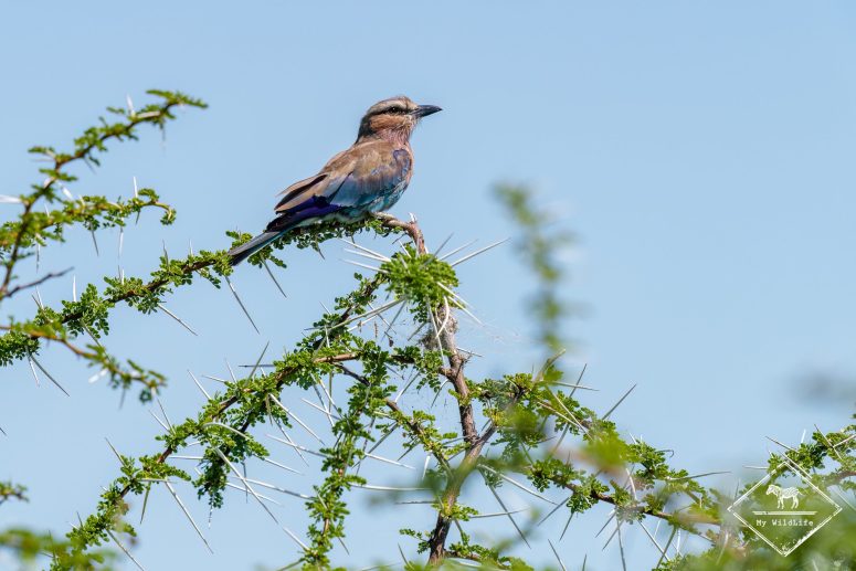 Rollier varié, Etosha