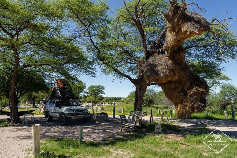 Nid de républicains sociaux, camp d'Okaukuejo