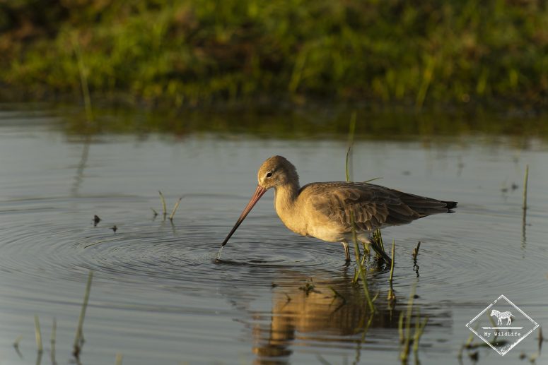 Barge rousse, Bundala