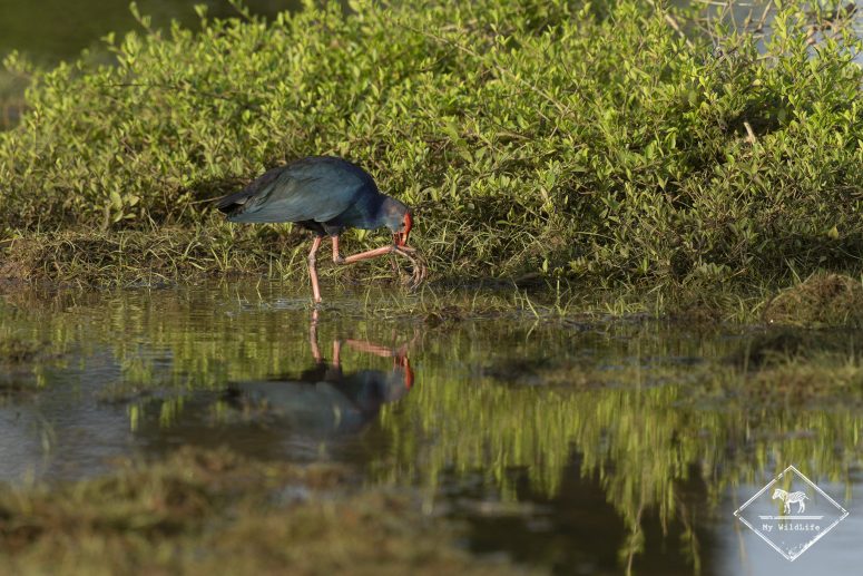 Talève sultane, Bundala