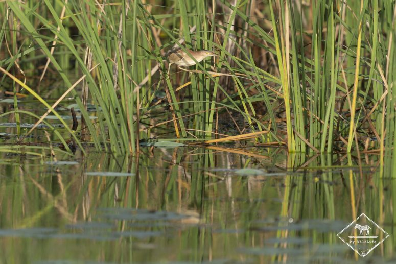 Blongios de Chine, Bundala