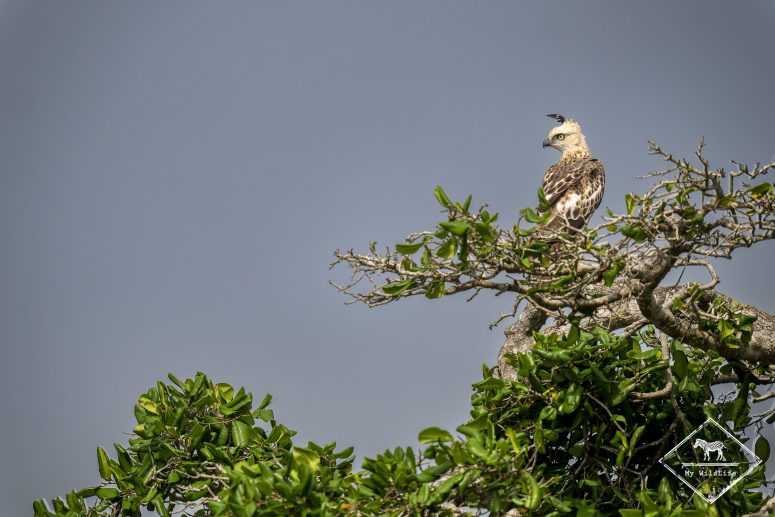 Aigle huppé, Bundala