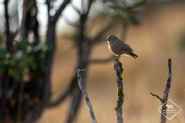 Tarier pie femelle, Sri Lanka