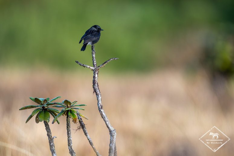 Tarier pie mâle, Sri Lanka