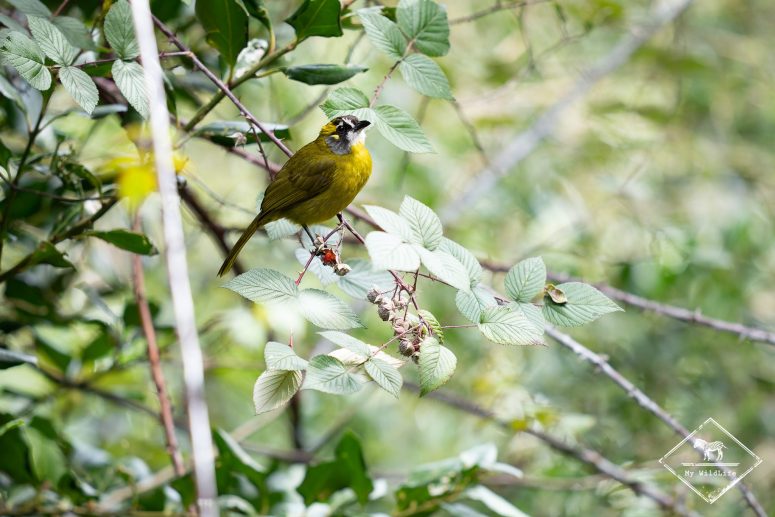 Bulbul oreillard, Sri Lanka