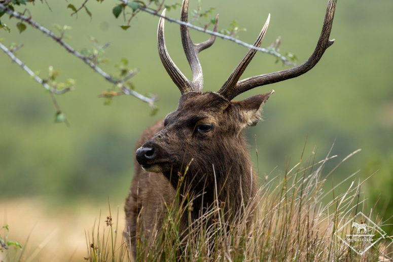 Sambar, Horton Plain