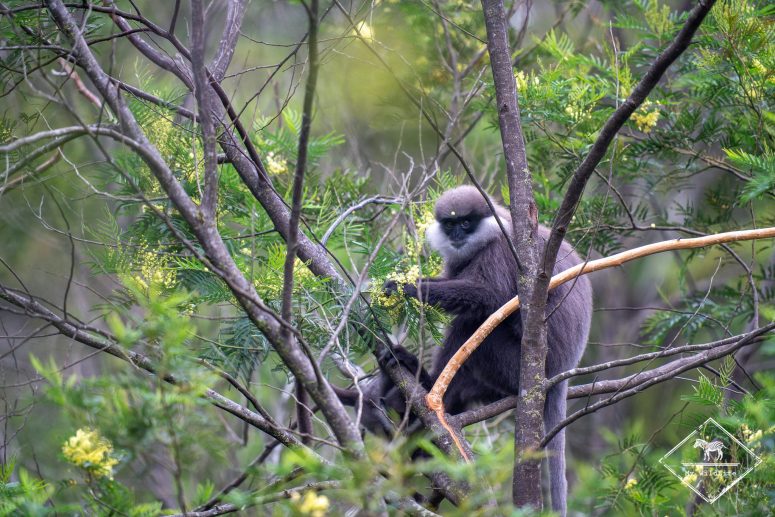 Semnopithèque blanchâtre, Sri Lanka