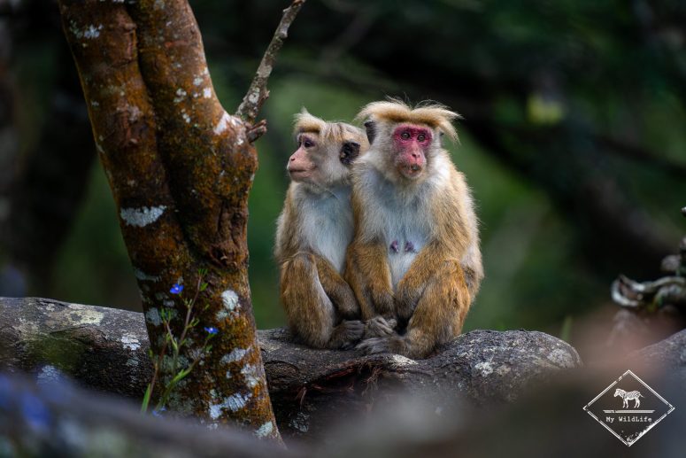 Macaques à toque, Sri Lanka