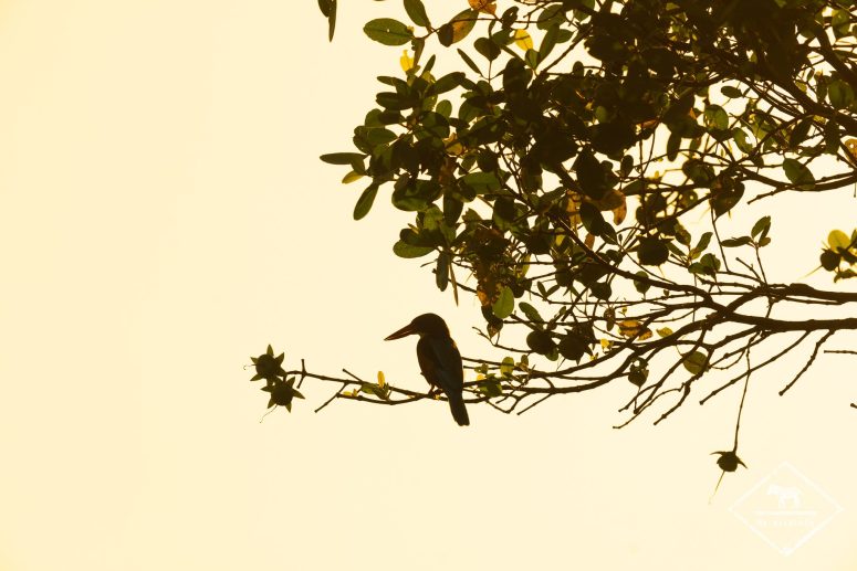 Martin-chasseur de Smyrne, Kalametiya sanctury Bird
