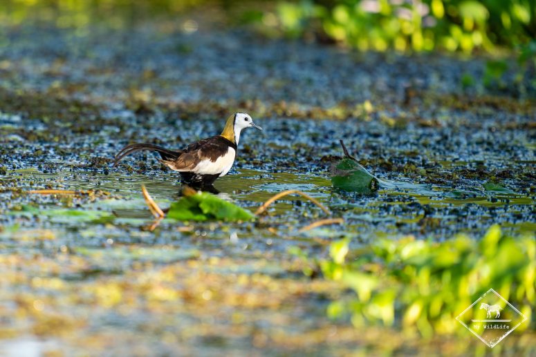Jacana à longue queue, Kalametiya sanctury Bird