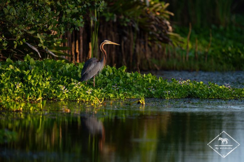 Héron pourpre, Kalametiya sanctury Bird