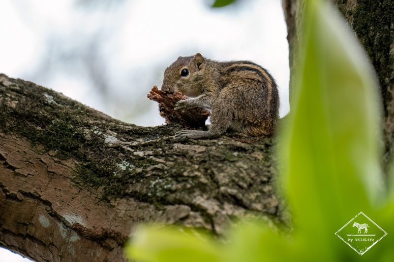 Ecureuil Funambulus palmarum, Sri Lanka