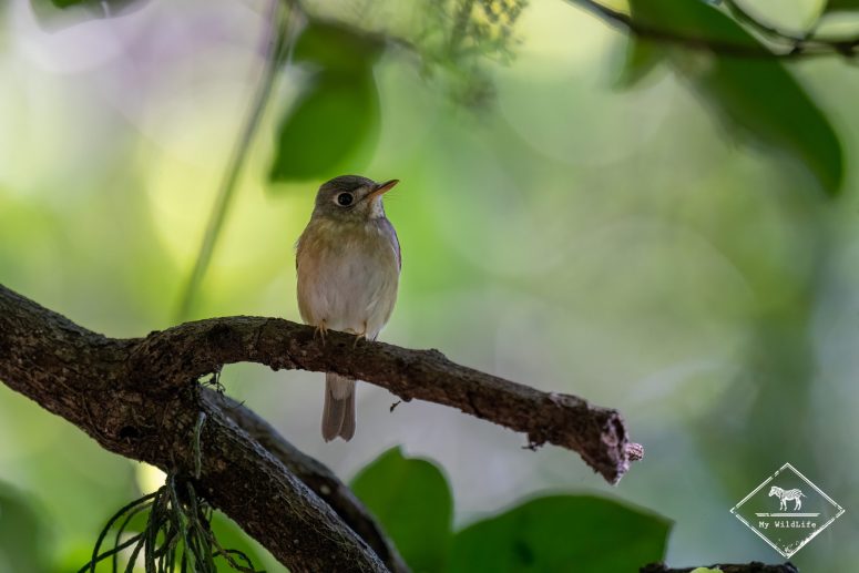 Gobemouche Muttui, Sri Lanka