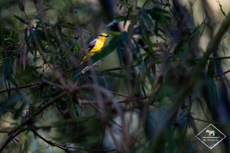 grand minivet femelle, Sri Lanka