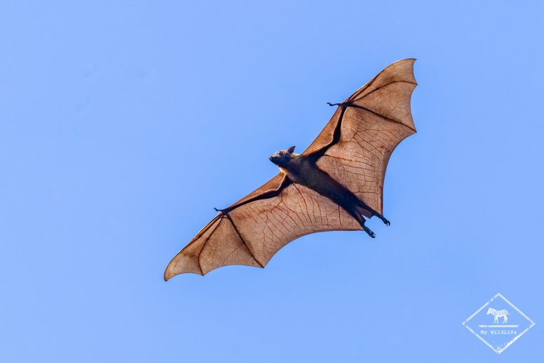 Chauve-souris géante d'Inde, Sri Lanka