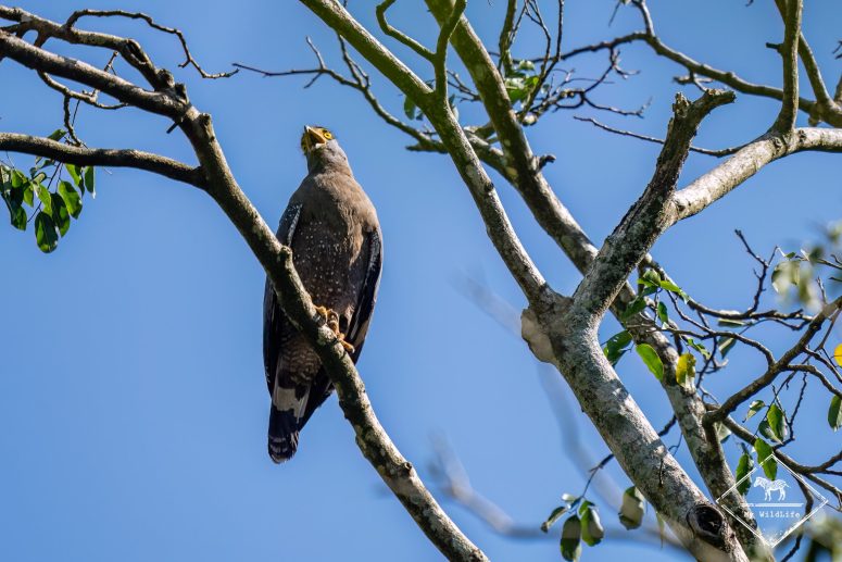 Serpentaire bacha, Sri Lanka
