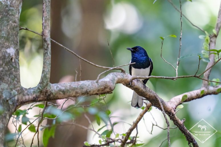 Shama dayal, Sri Lanka